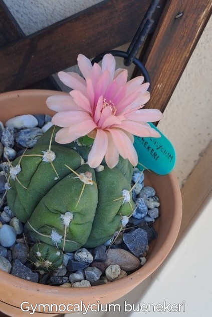 Gymnocalycium buenekeri.jpg